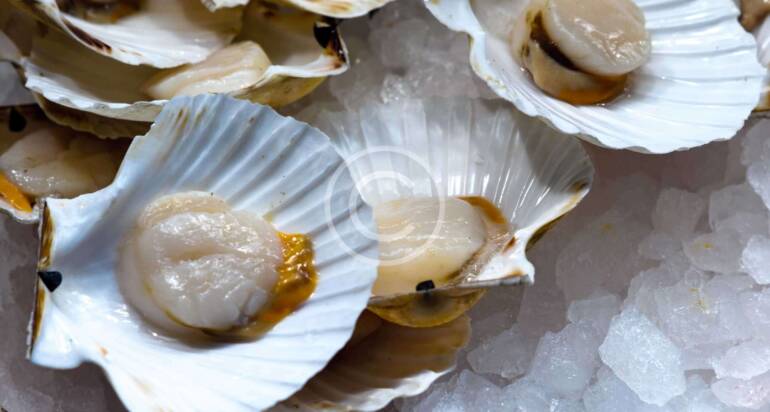 Raw Oysters on Half Shell